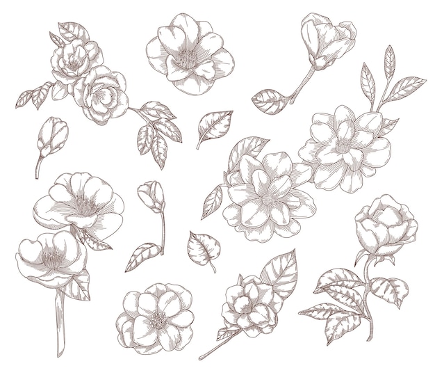 Camellia flowers hand drawn sketch illustrations.