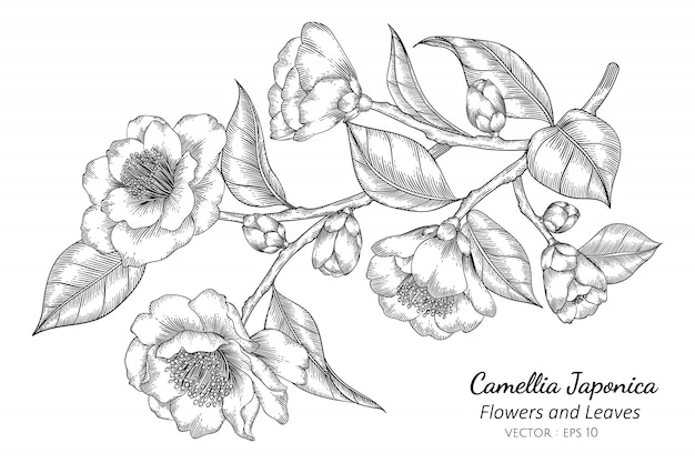 Camellia Japonica-bloem en bladtekeningillustratie