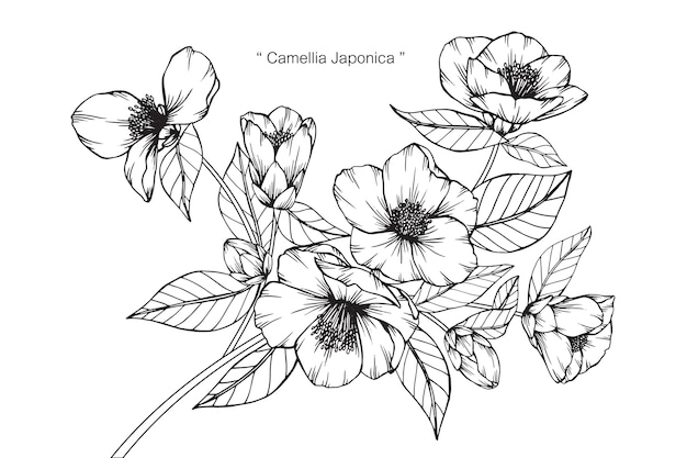 Disegno illustrazione fiore camelia japonica