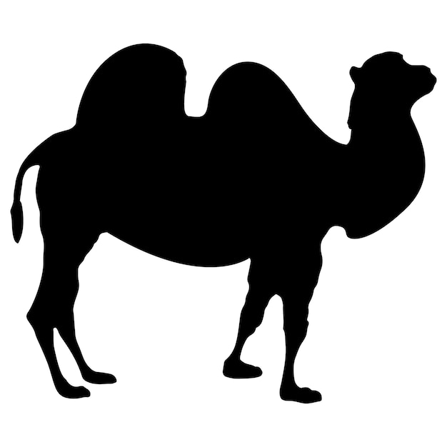 Vettore cammelli silhouette vettore