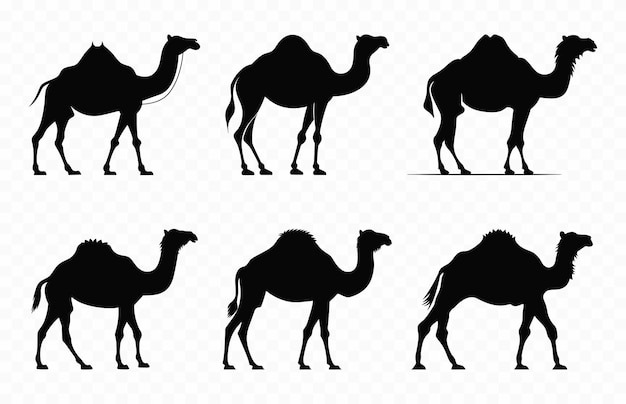 Camels Silhouettes Clipart Set Camel Silhouette zwart Vector Bundle