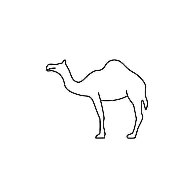 camels walking with high humps