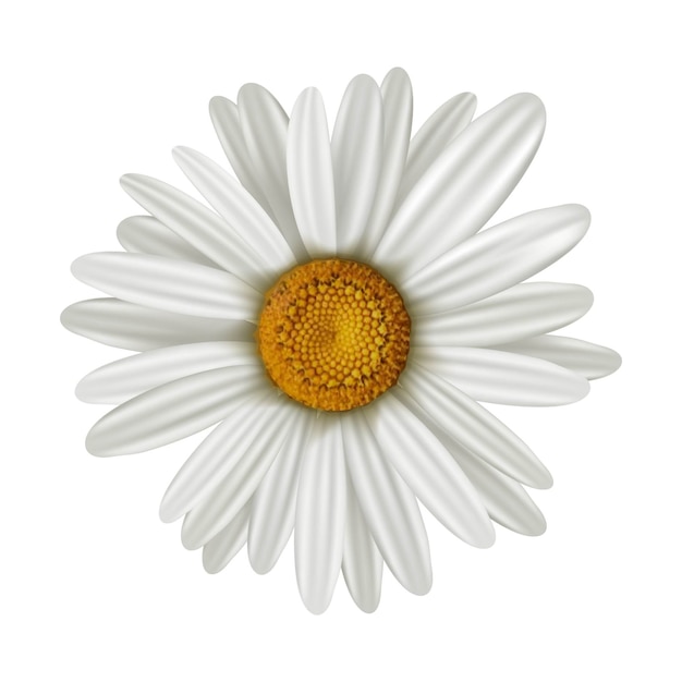  camomile illustration, isolated on white background.