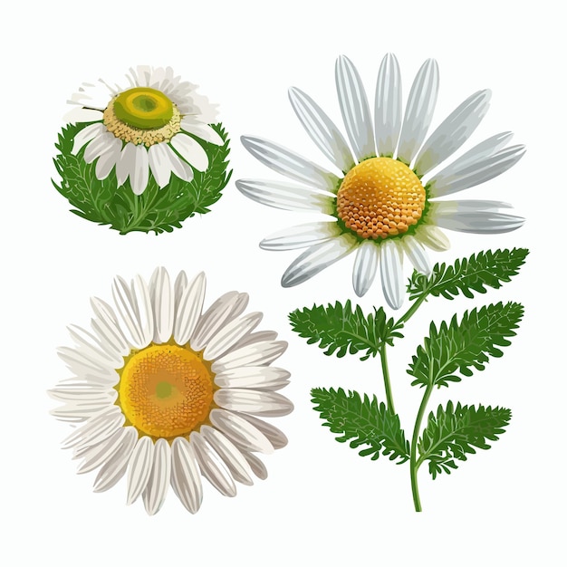 Camomile set Isolated on background Cartoon vector illustration