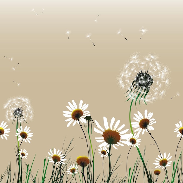 camomiles