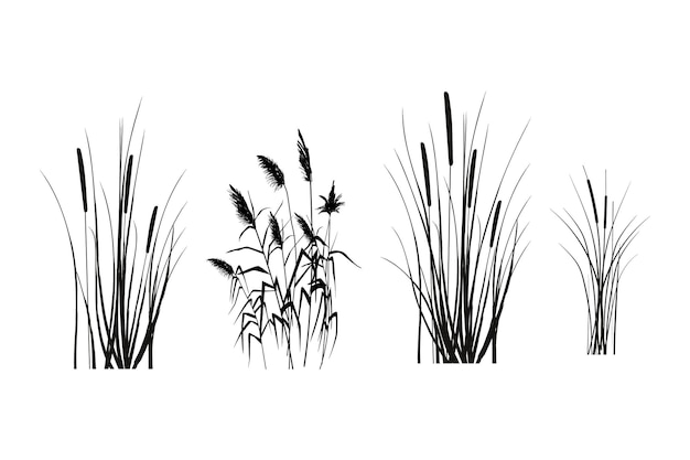 Cane silhouette on white background.Vector hand drawing sketch with reeds.