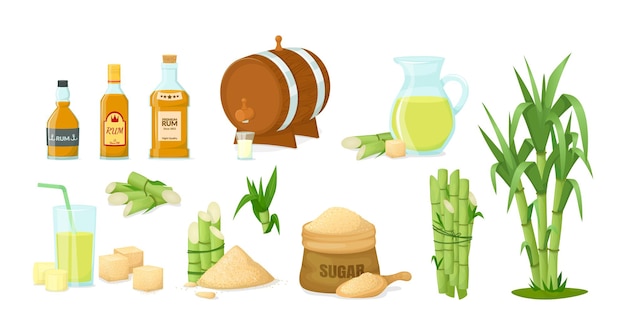 Cane sugar with stem and leaf plants vector