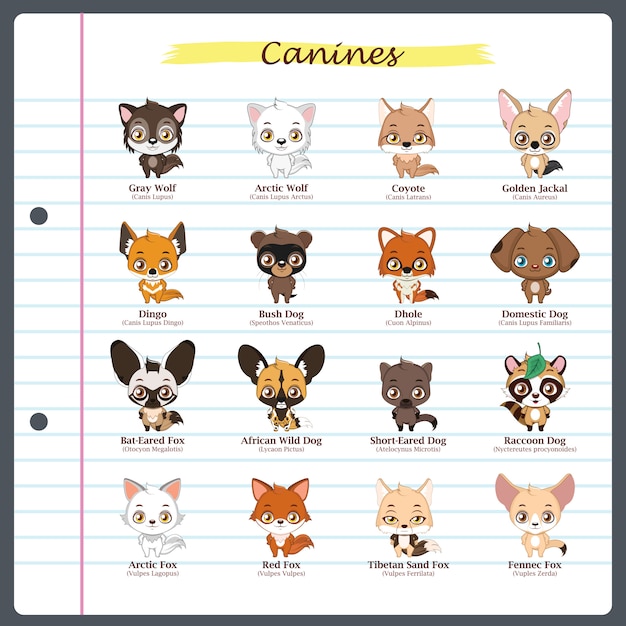 Canine illustrations with regular and scientific names