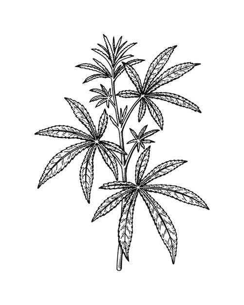 Cannabis branch sketch Marijuana botanical drawing Hand drawn illustration