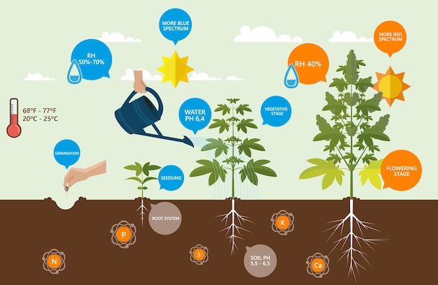 Cannabis buiten groeiende vector infographic