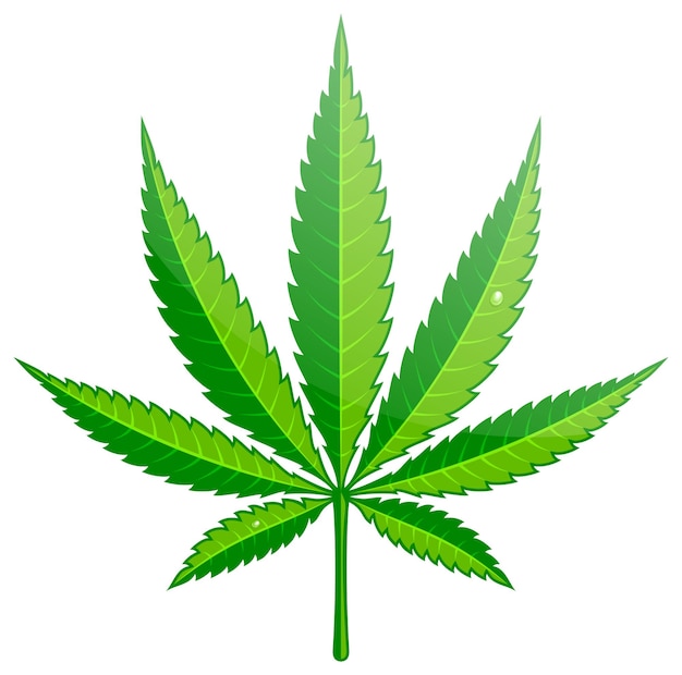 Cannabis hemp leaf flat icon