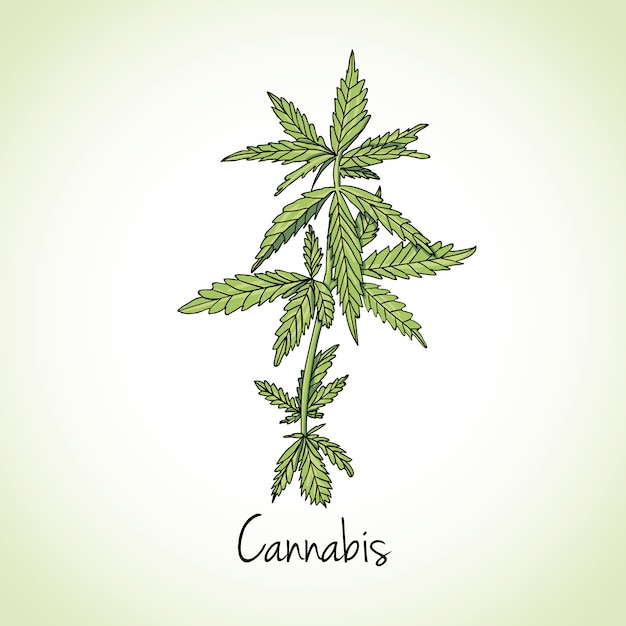 Vettore erba di cannabis. erbe e spezie