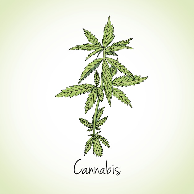 Cannabis herb. Herbs and spices