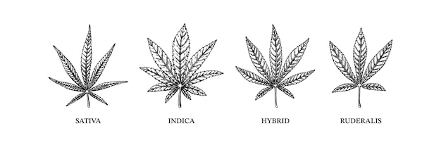 Cannabis indica sativa hybrid and ruderalis Different types of weed