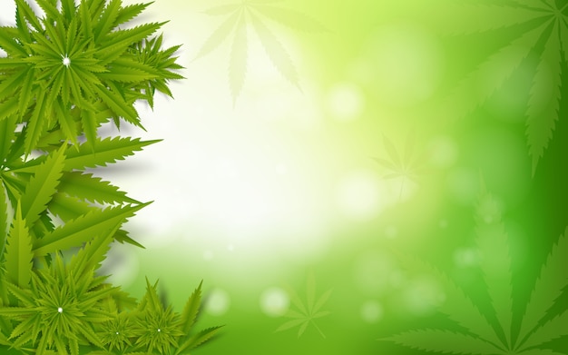 Cannabis leaf green  drug marijuana herb background