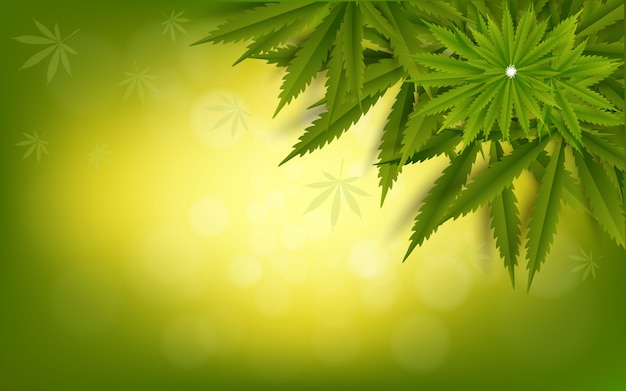 Vector cannabis leaf green  drug marijuana herb background