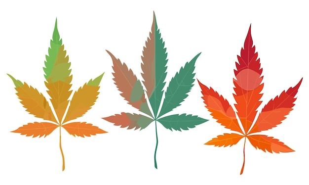 Cannabis leaf illustration on white transparent background