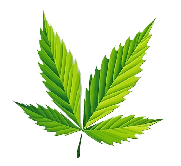 Vector cannabis leaf illustration on white transparent background