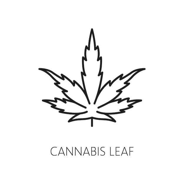 Vector cannabis leaf line icon cbd marijuana weed extract