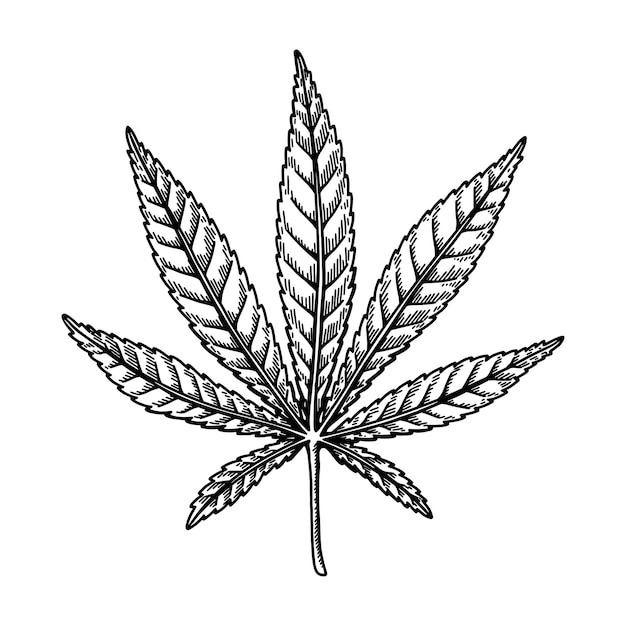 Cannabis leaf sketch marijuana botanical drawing hand drawn vector illustration