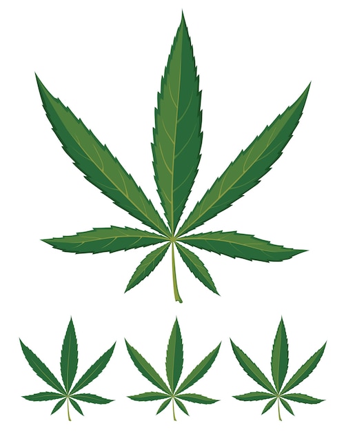 Vector cannabis leaves over white background