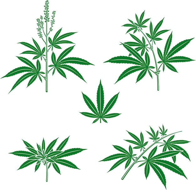 Cannabis marihuana set vector