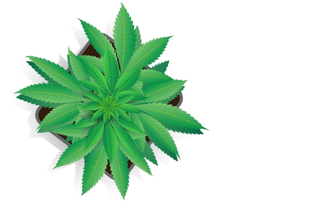 Cannabis plant in a pot on white background