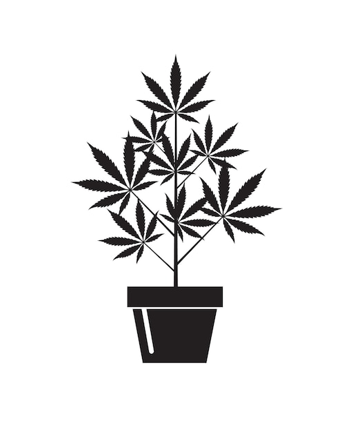 cannabis plant in pot