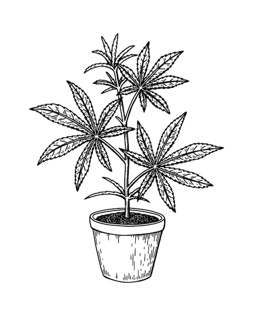 大麻の鉢植えスケッチ マリファナの植物画