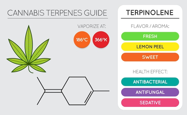 Cannabis Terpene Guide Informatiekaart Aroma en smaak met gezondheidsvoordelen en verdampingstemperatuurvector