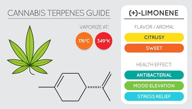 Cannabis Terpene Guide Information Chart Aroma and Flavor with Health Benefits and Vaporize Temperature Vector