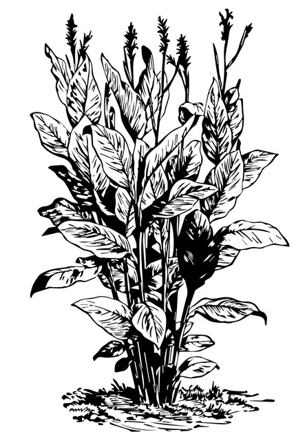 Vector cannas clip art vector