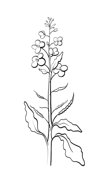 Вектор Растение горчицы канолы с листовым бутоном, цветком рапсового масла, нарисованным вручную эскизом