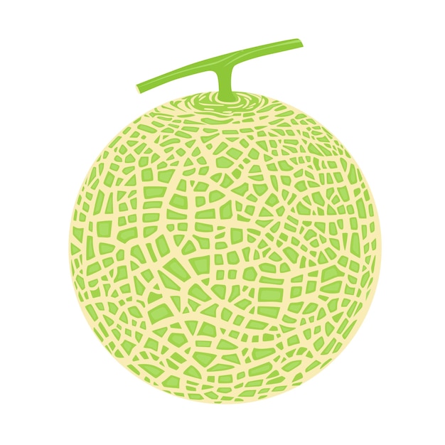 Cantaloupe melon fruit vector illustration 10