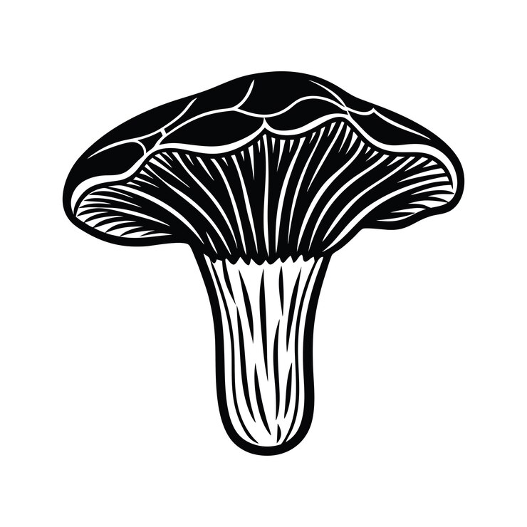Vector cantharellus spp mushroom svg