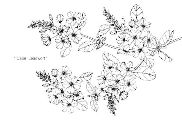 Cape lead-wort flower drawing illustration