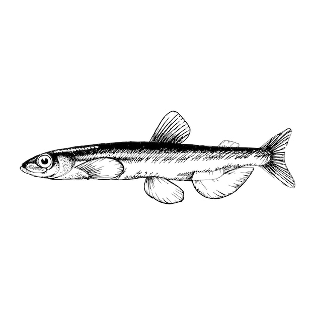 Vector capelin commercial sea fish engraving handdrawn sketch vintage style can be used to design men