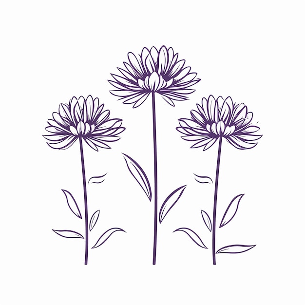 Captivating aster illustrations celebrating the beauty of these flowers