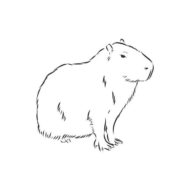 Capybara hand drawing Animals of South America 시리즈