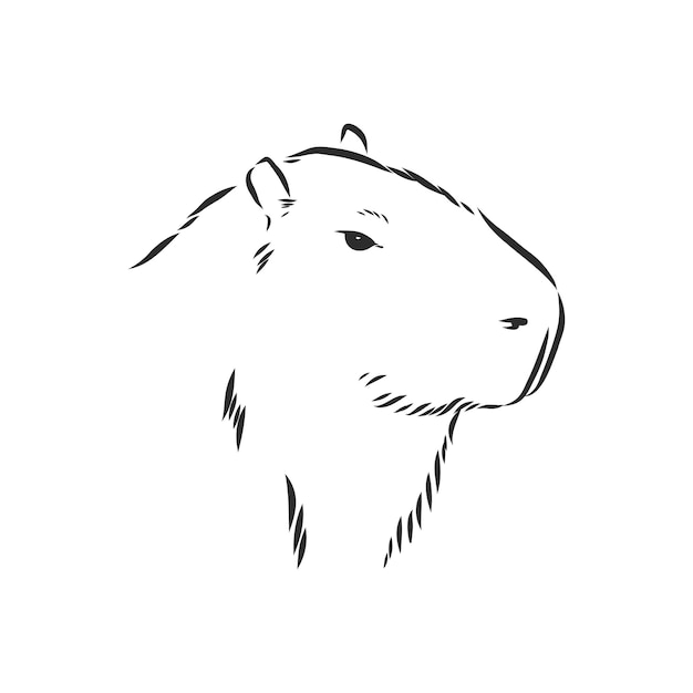 Capybara hand drawing Animals of South America 시리즈