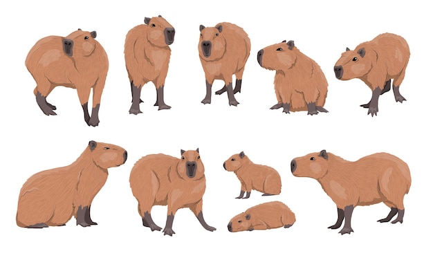 Vector capybara set adult capybaras and baby hydrochoerus hydrochaeris in different poses