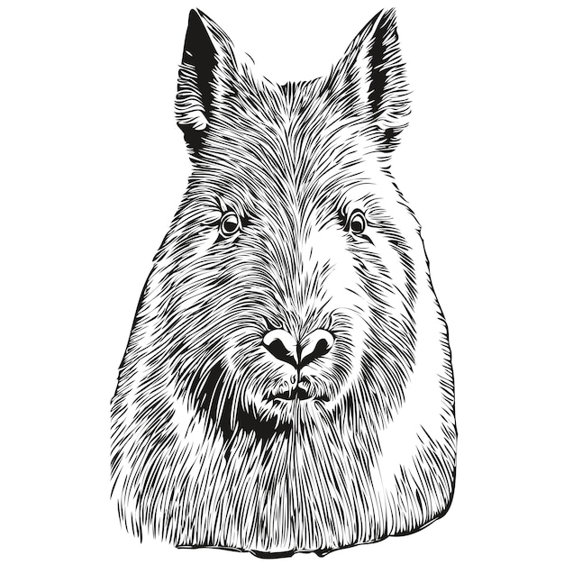 Capybara sketchy graphic portrait of a Capybara on a white background capybaras