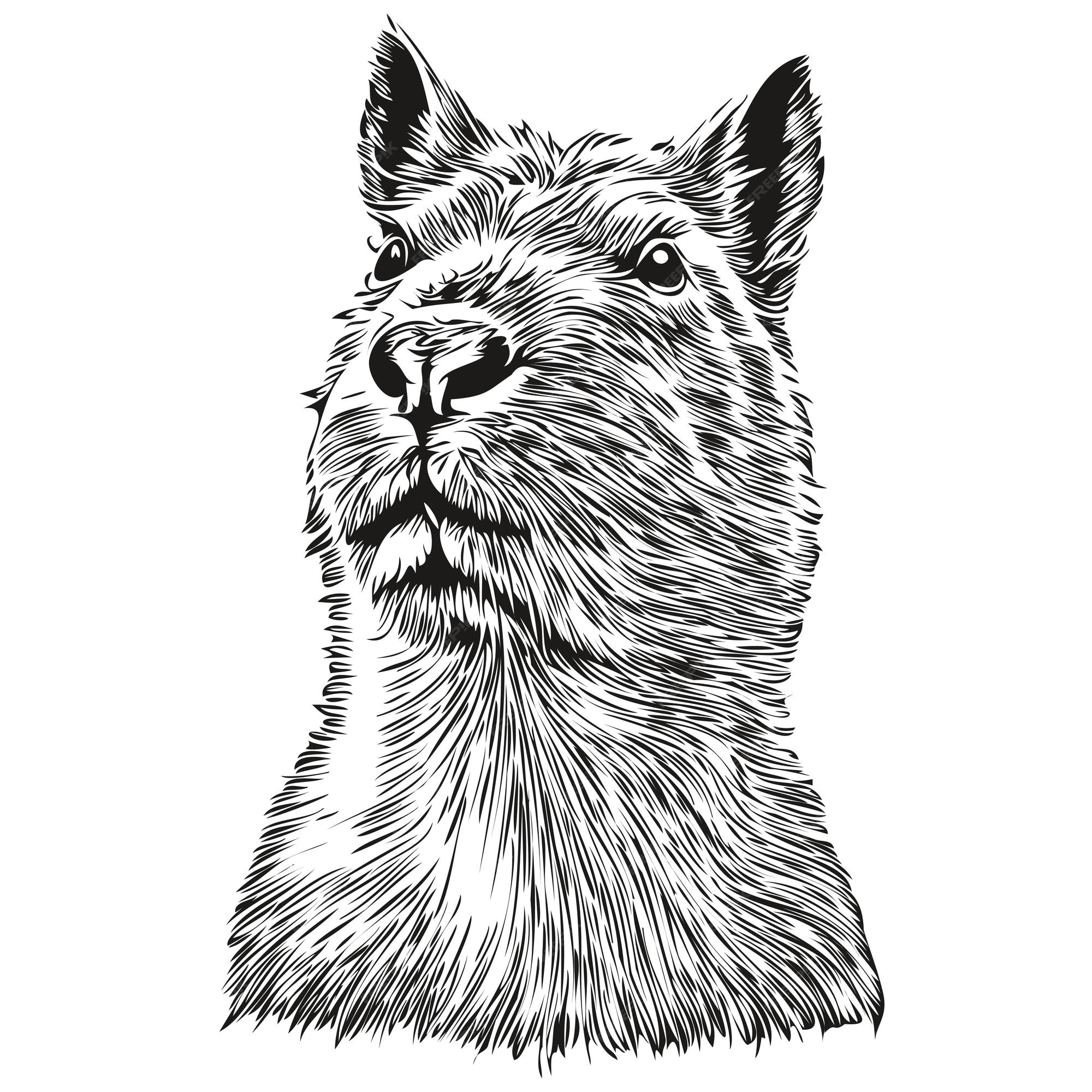 capybara vector sketch 8917850 Vector Art at Vecteezy