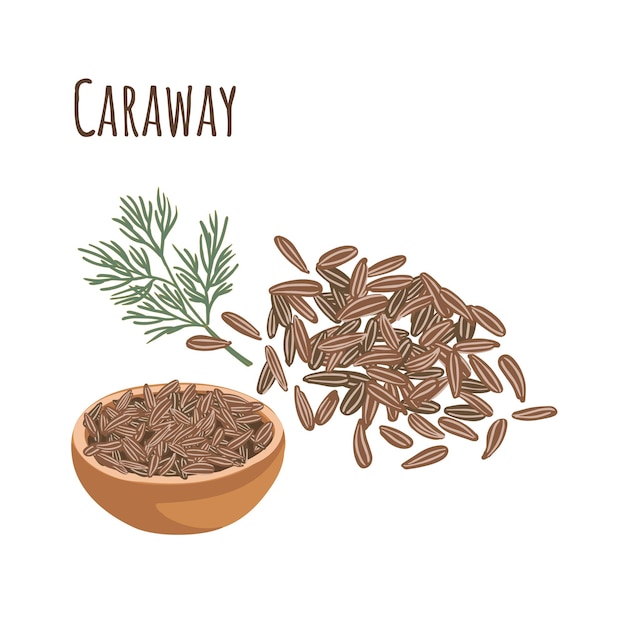 Caraway seasoning spice for cooking. Vector illustration