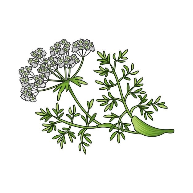 Vettore illustrazione botanica colorata realistica di vettore della spezia dei semi di cumino