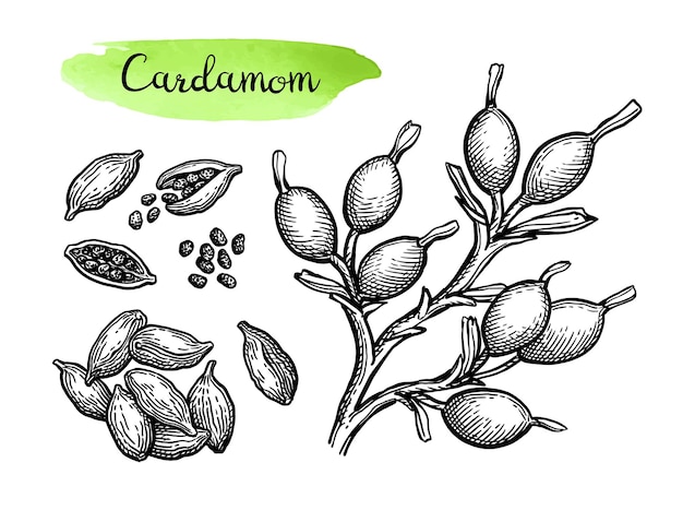 Vector cardamom ink sketch set