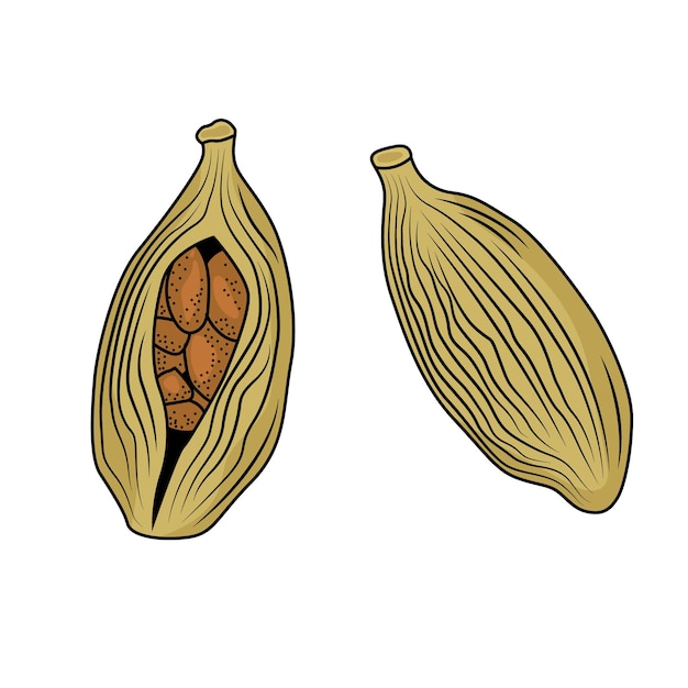 Cardamom spice engraved drawing vector illustration