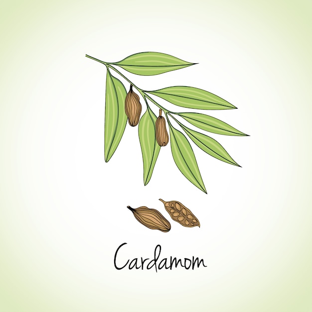 Cardamon herbs and spices.