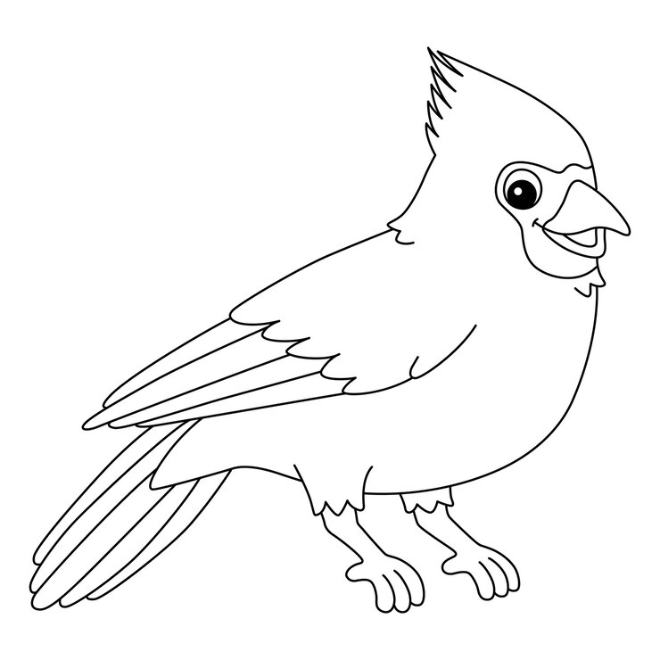 Vector cardinal animal isolated coloring page for kids