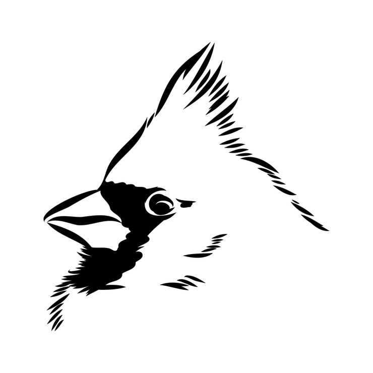 Vector cardinal bird sketch vector illustration hand drawn red cardinal bird engraved illustration cardinal
